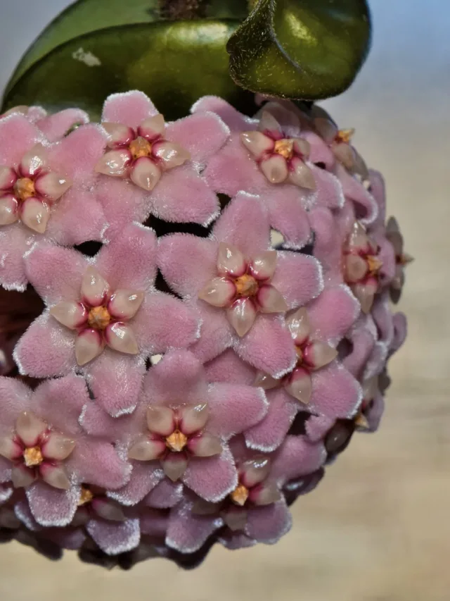 Hoya_carnosa1