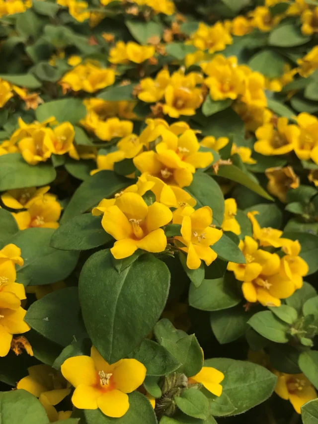 Lysimachia-procumbens-Golden-Globes-July2-scaled