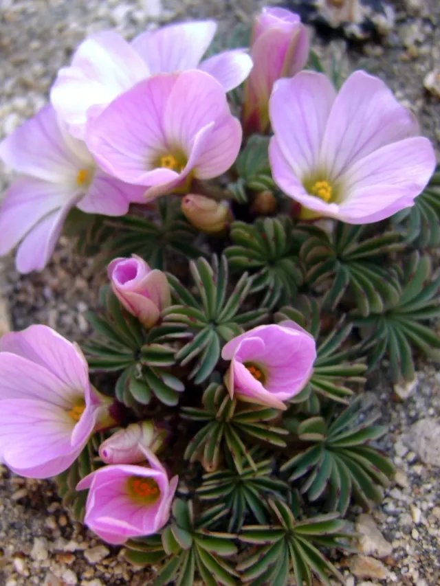 Oxalis_adenophila