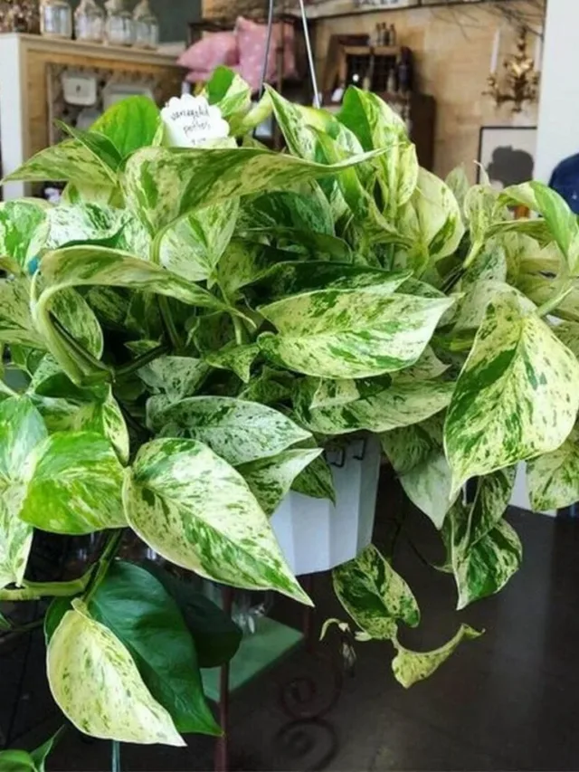 Pothos-1