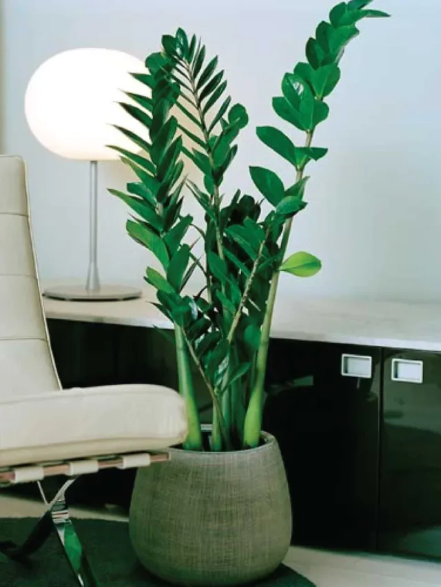 Zamioculcas-unkillable-house-plants_1024x1024