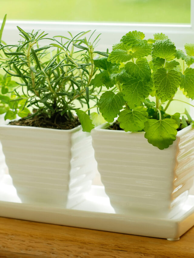 bigstock-Green-Herbs-on-a-Window-Sill-8006044-scaled