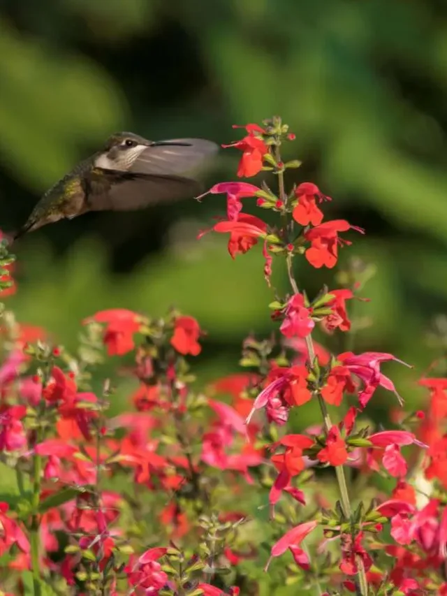 hummingbird-and-red-salvia--flowers-in-the-garden-1246945639-16e055a1a2524c4b8801f09e68a67720