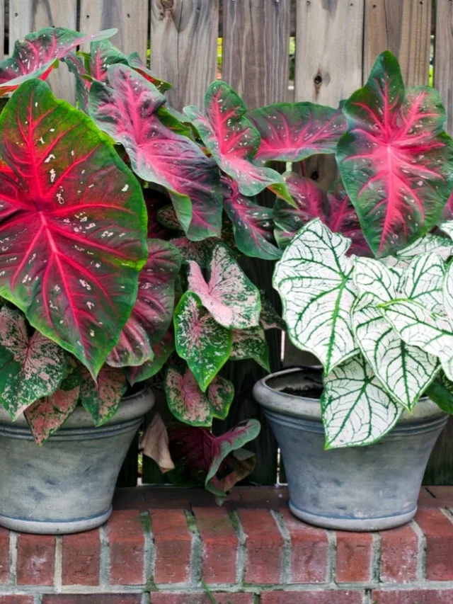 iStock-483160922-shade-loving-container-plants-potted-plants-with-large-pink-and-green-leaves