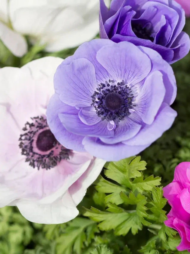 iStock-615422208-anemones-what-to-plant-in-september