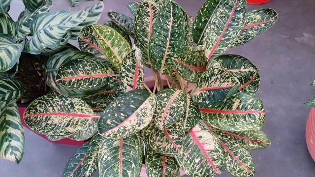 3. Maranta Leuconeura var. Erythroneura