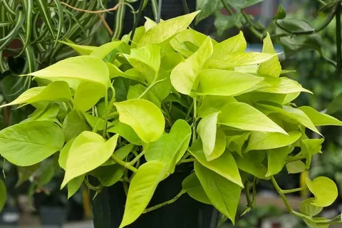 Epipremnum aureum 'Neon' jiboia 