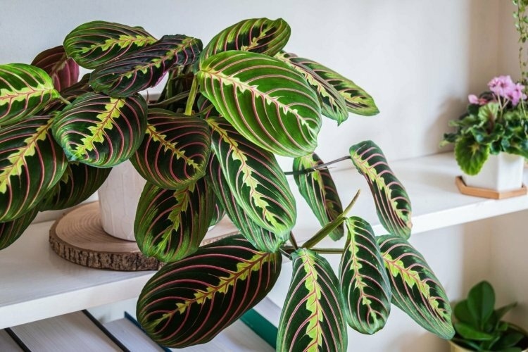 plantas amigas dos pets
Maranta