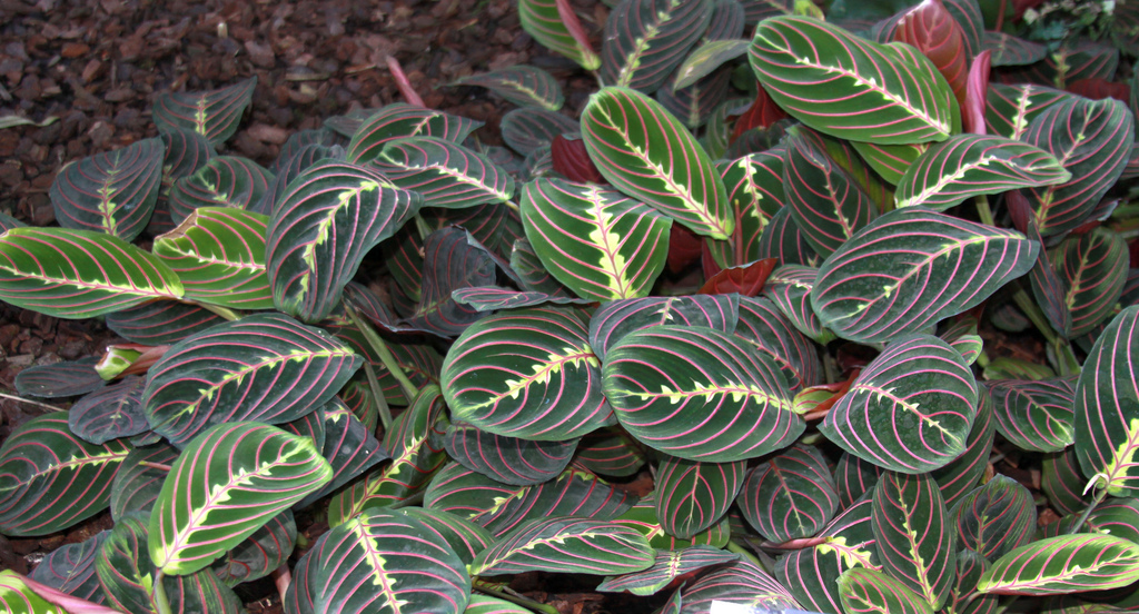 Maranta Leuconeura var. Fascinator