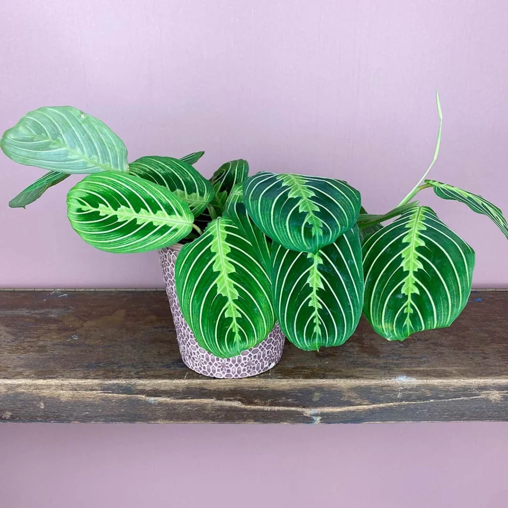 Maranta Leuconeura var. Lemon Lime