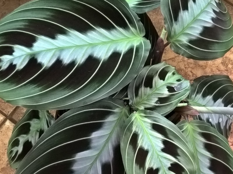 Maranta Leuconeura var. Marisela