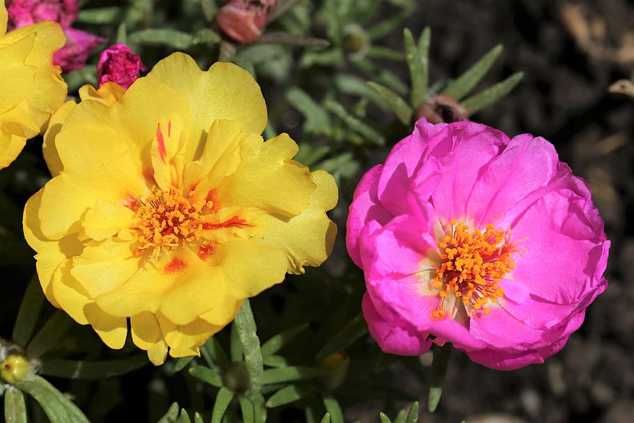 Portulaca grandiflora a pleno sol