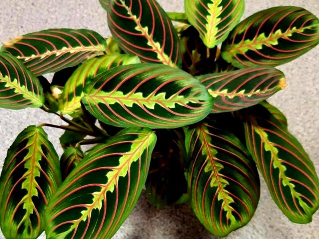  Maranta Leuconeura