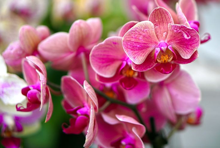 Orquídea (Orchidaceae