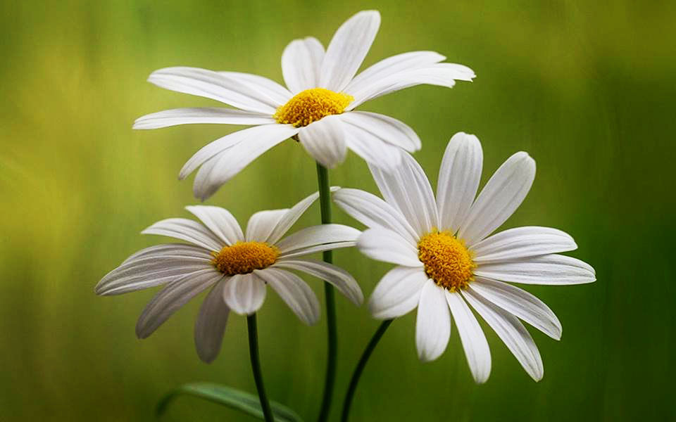 significados da flor margarida