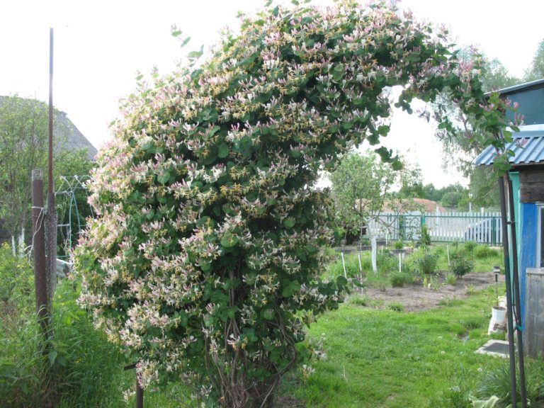 Honeysuckle