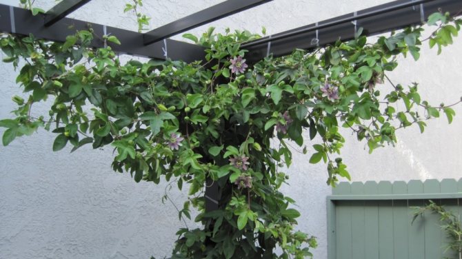 Videira de Maracujá (Passiflora spp.) pergola 