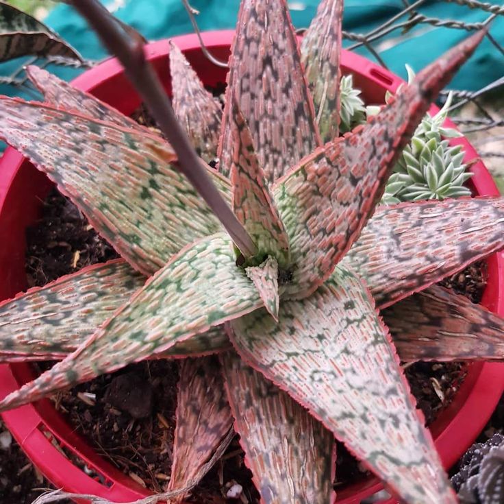 Aloe 'Pink Blush' suculentas coloridas