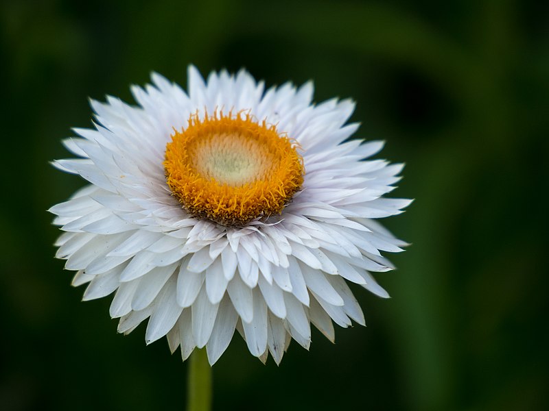 Flor Sempre Viva