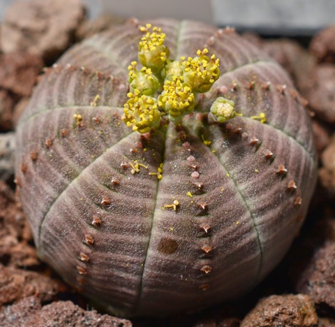 Euphorbia obesa suculenta rara