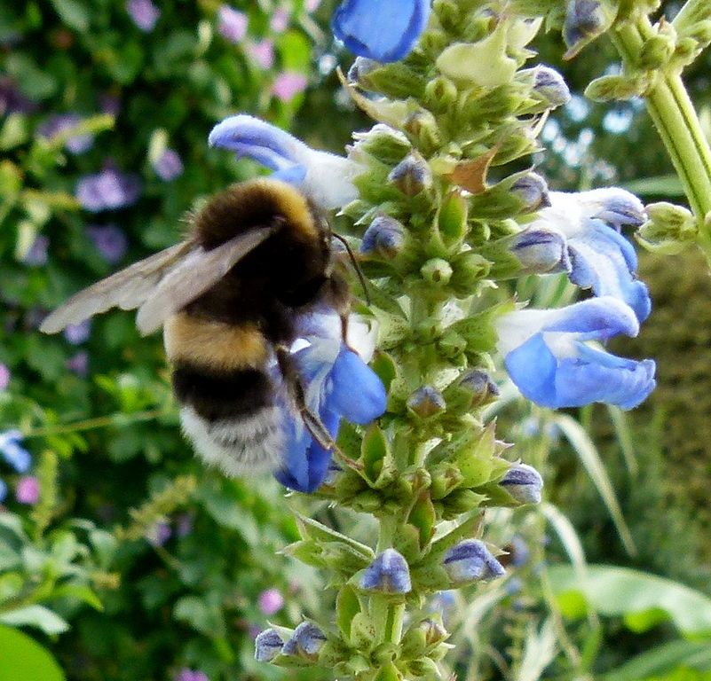 Salvia e abelha