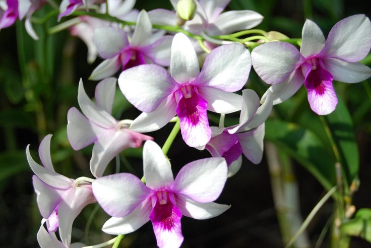 Curiosidades das Orquídeas
