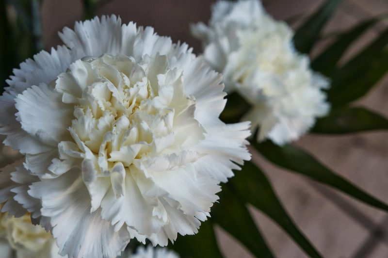 significados da flor cravo