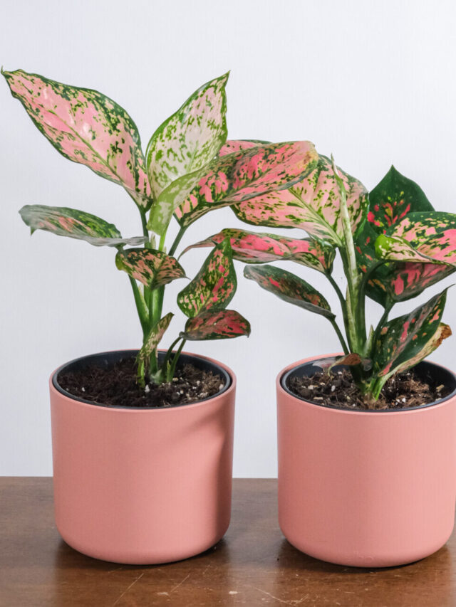 Aglaonema-Touch-of-pink-2-e1646919269990