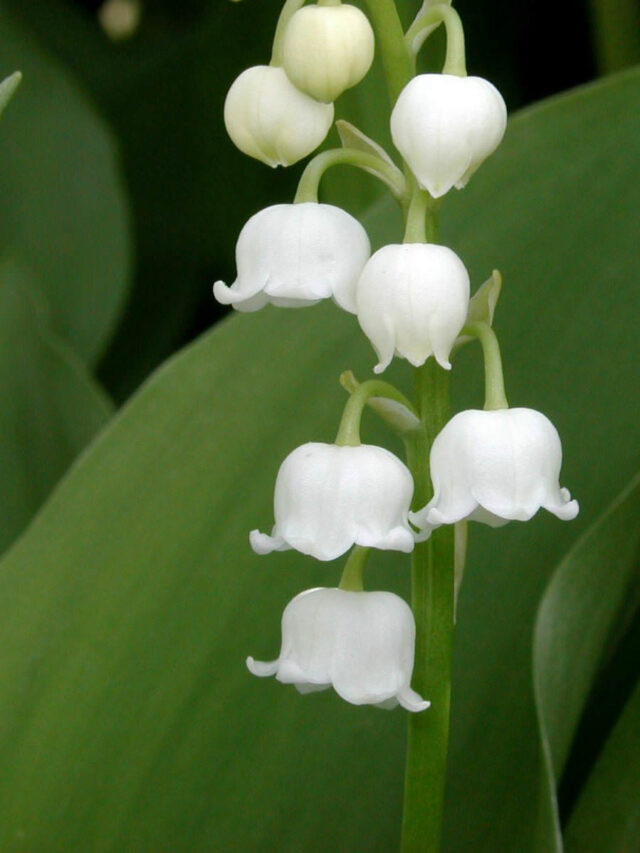 Convallaria-majalis-Lily-of-the-Valley1