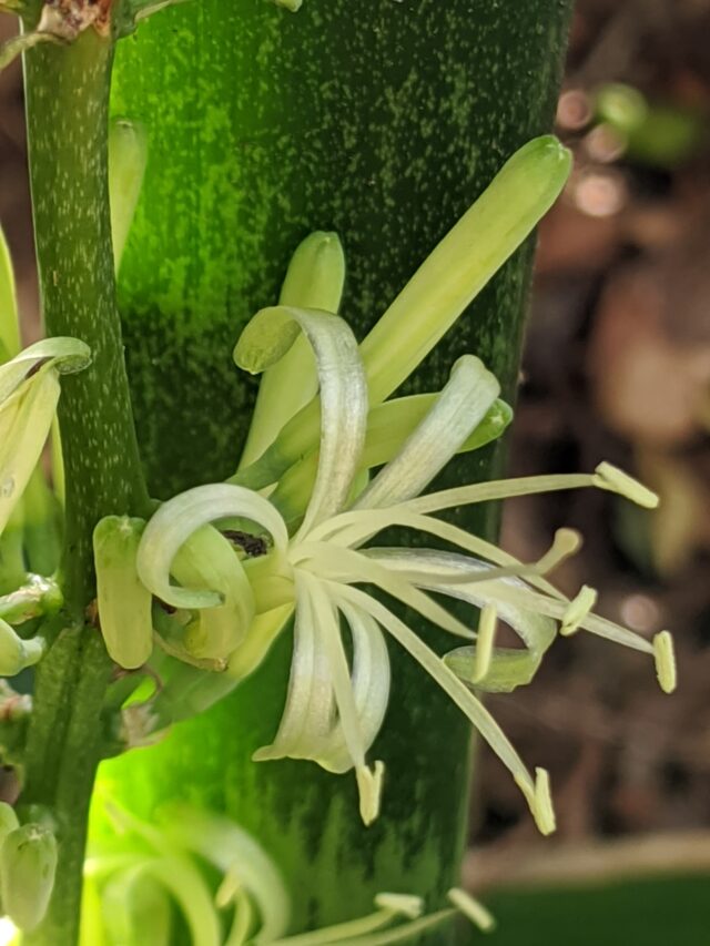 Dracaena_trifasciata_76338211