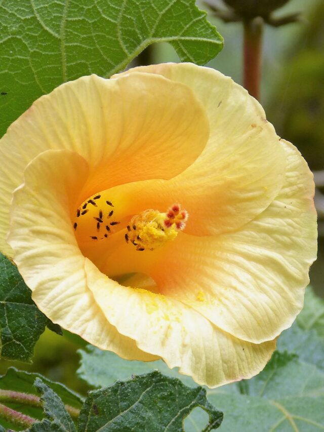 Hibiscus_tiliaceus_Malvaceae_-_Flickr_-_gailhampshire