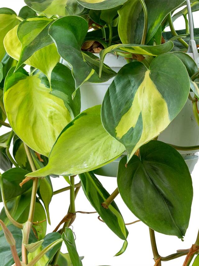 Philodendron-scandens-Brasil-Sweetheart-Plant-Leaves_1600x