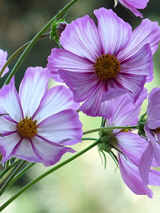 Purple-kosmeya-flowers_1280x1024