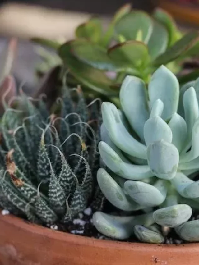 Succulents-1