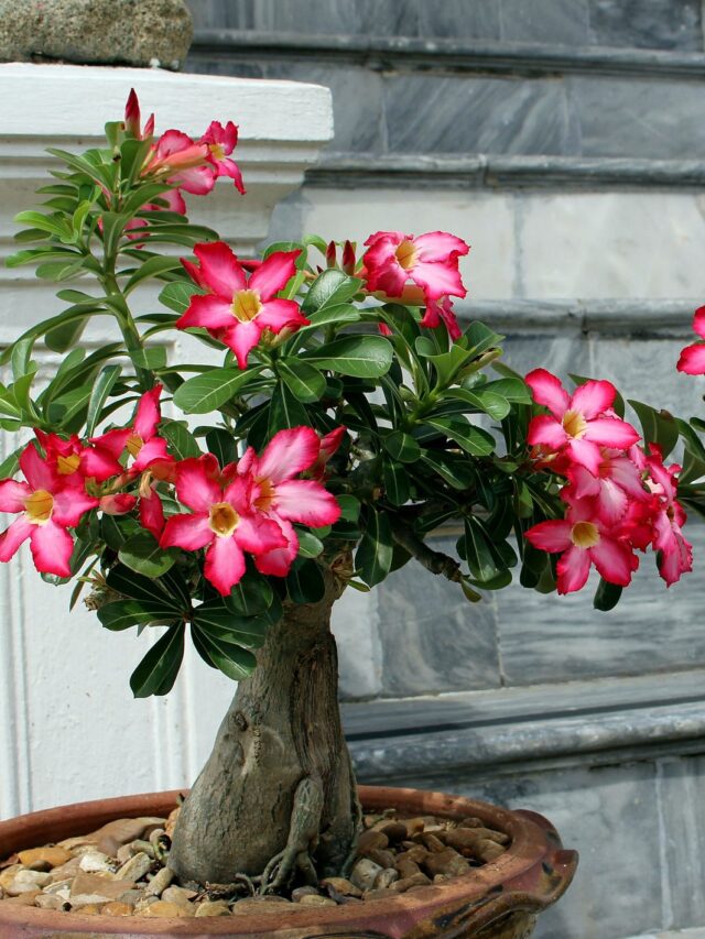 desert-rose-bonsai-care-ad1e0ee9b9ba42c9abe0bb717a47950f