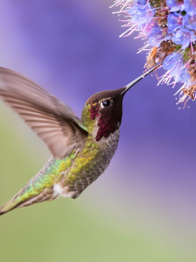 hummingbird-scaled