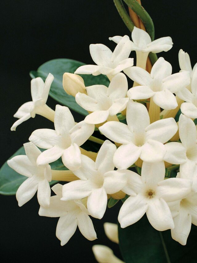 jasmine-86