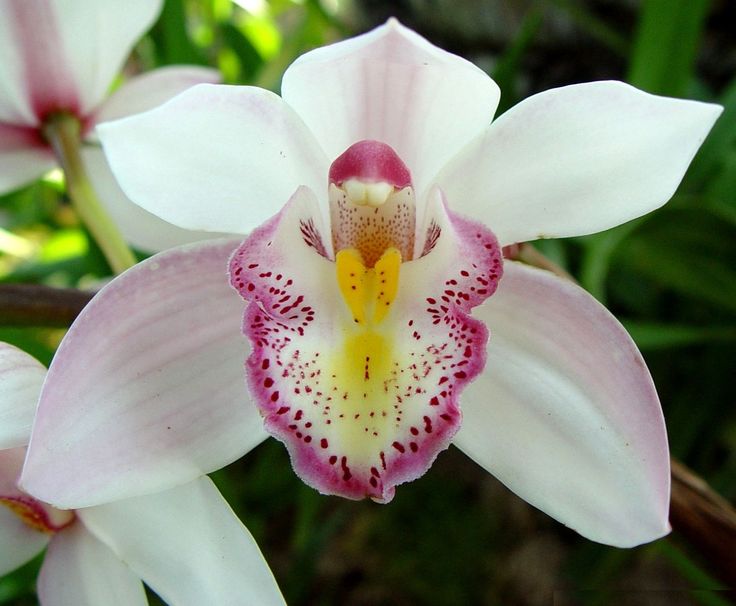 Curiosidades das Orquídeas