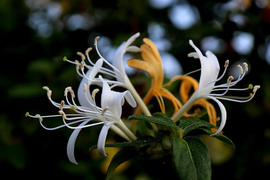 Madressilva  flores Perfumadas 