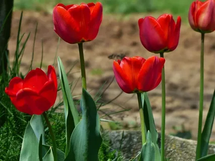 significados da flor tulipa