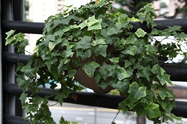 Hera (Hedera helix) pergolado