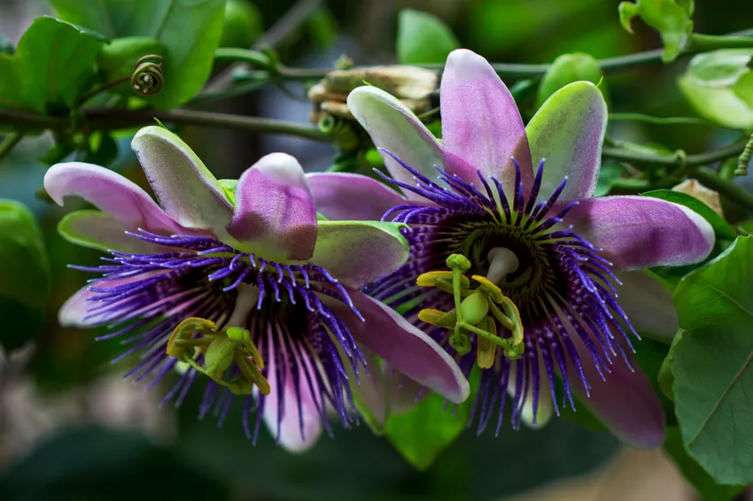 Flores da Paixão (Passiflora spp.)crescimento rápido
