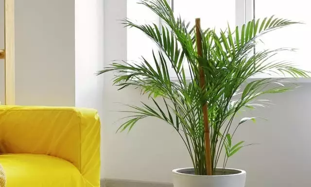 Palmeira Areca (Dypsis lutescens)