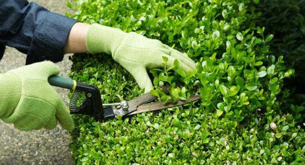 poda de plantas