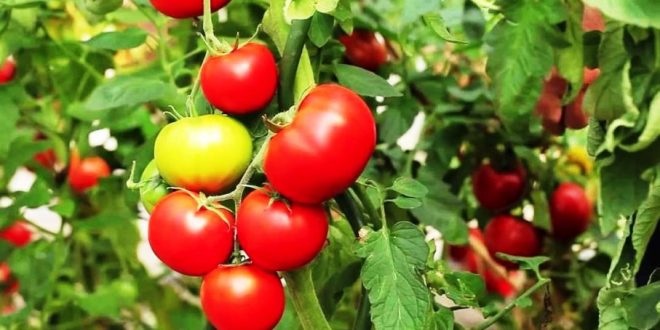 horta de tomate