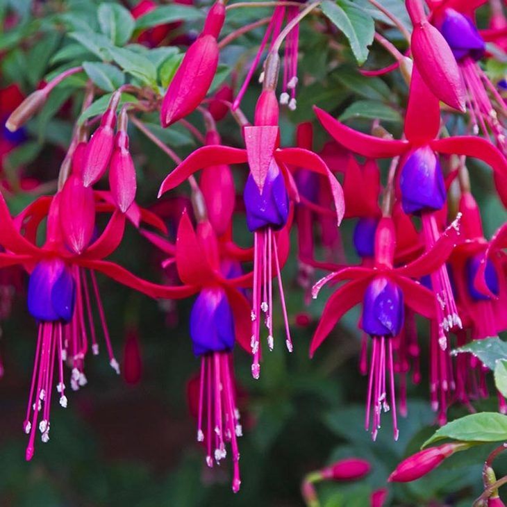 flor Brinco de Princesa