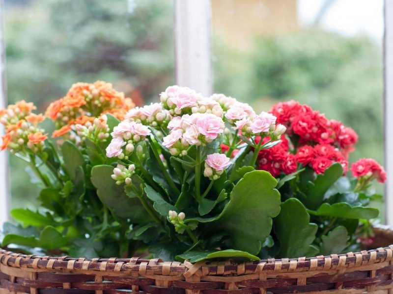 Mudas da Flor da Fortuna