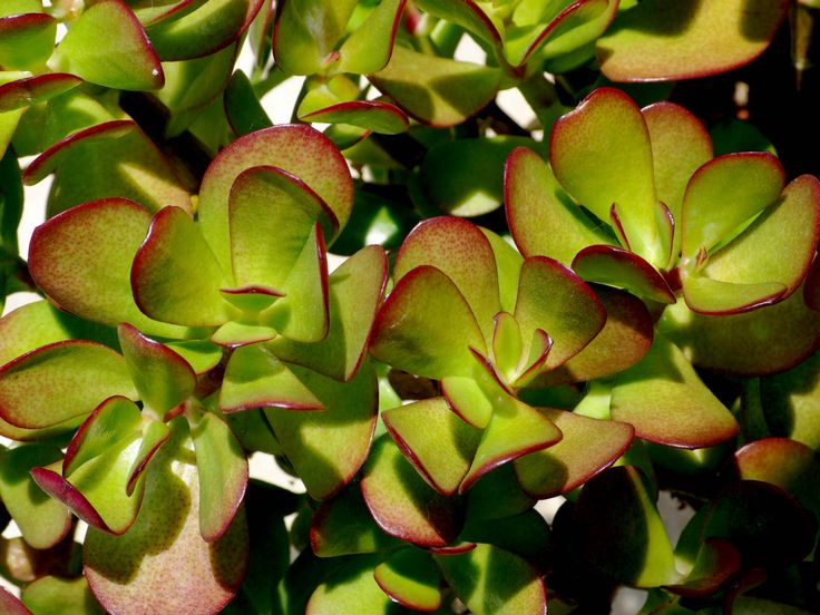 Planta Jade (Crassula ovata)