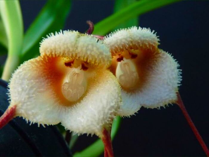 Orquídea Macaco