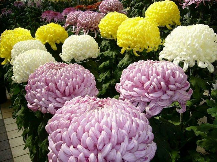 Chrysanthemum morifolium